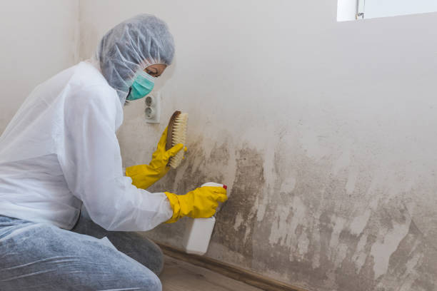 Best Mold Odor Removal Services in USA